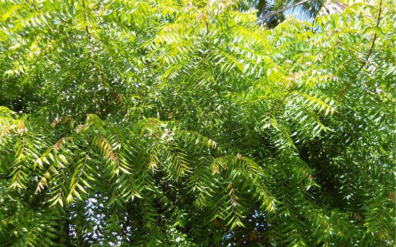 Neem Tree - The All-Powerful Universal Tree