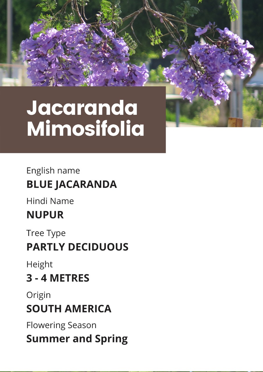 Blue Jacaranda