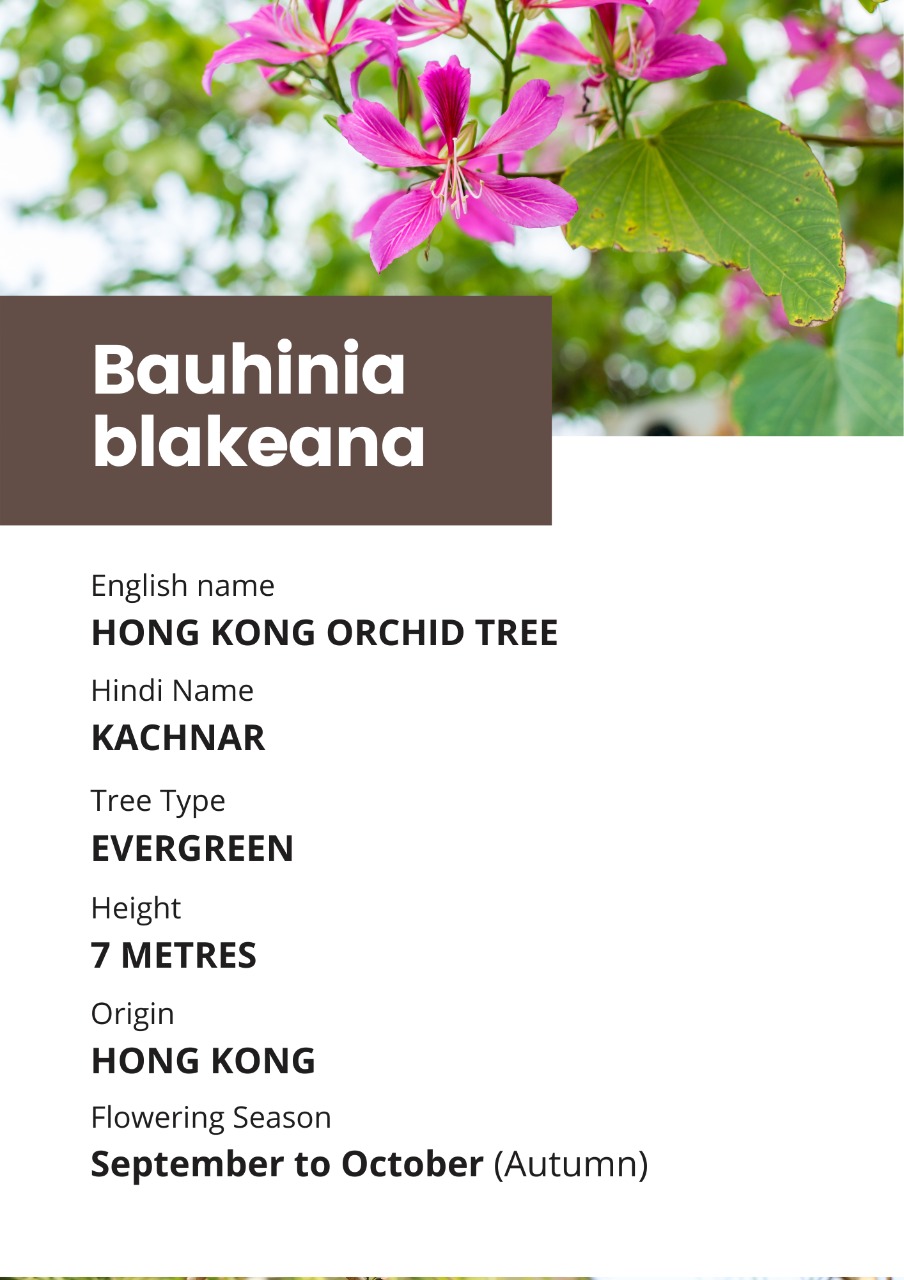 HONG KONG ORCHID TREE